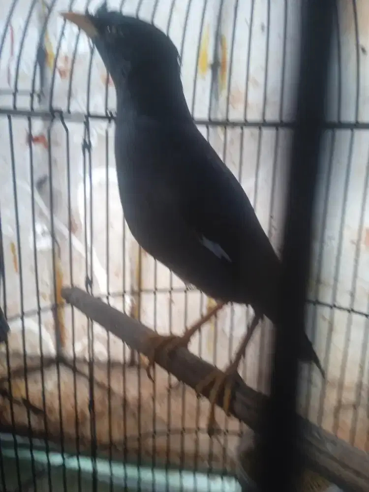 Burung jalak kebo Gacor