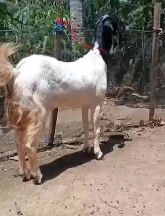 kambing betina 30kiloanUP majiran siap hewan kurban murmer ekonomisan