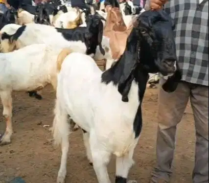 kambing betina 30kiloanUP majiran siap hewan kurban murmer ekonomisan