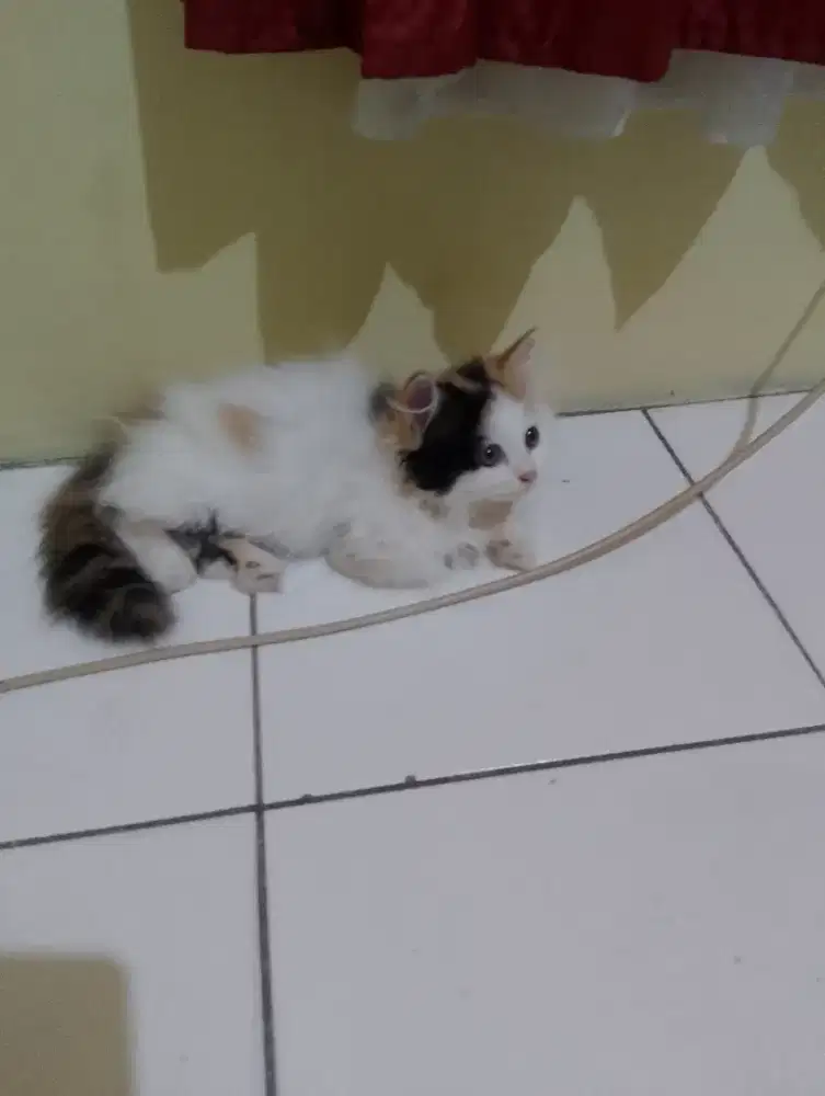 Kucing Munchkin betina longhair/kucing cebol/kaki pendek calico