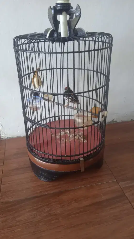 burung anis kembang