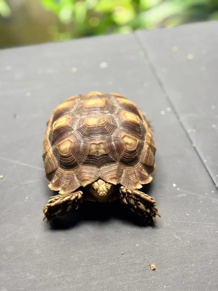Kura sulcata 15cm udah tahan outdoor