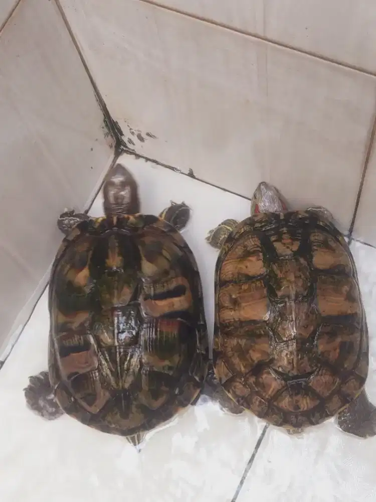 Kura kura brazil