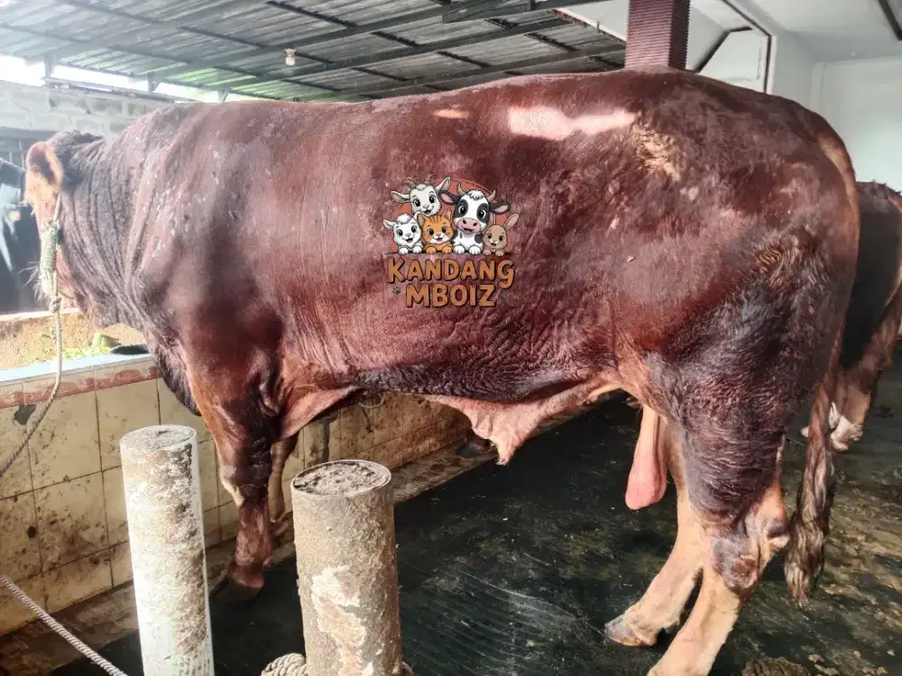 Sapi Qurban Bobot 900kg
