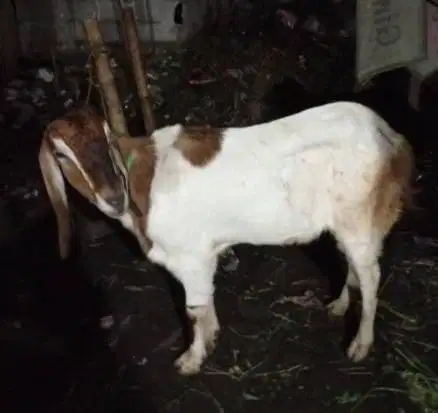 kambing betina 30kiloanUp majiran siap hewan qurban ekonomisan murmer