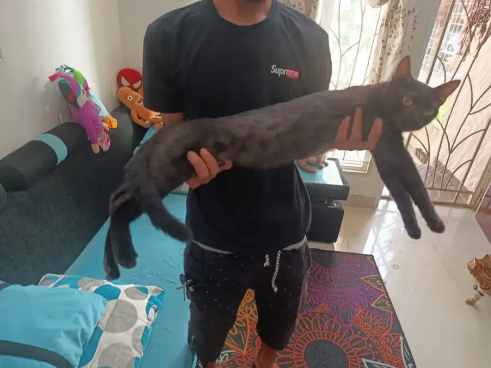 Kucing hitam melanisticc