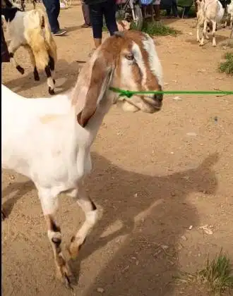 kambing betina 30kiloanUP majiran siap hewan kurban ekonomisan manteb
