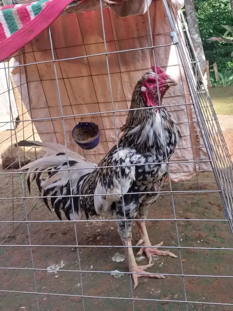 Ayam jago kampung