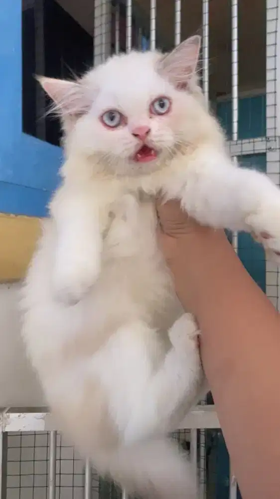 Kucing Ragdoll x Himalaya