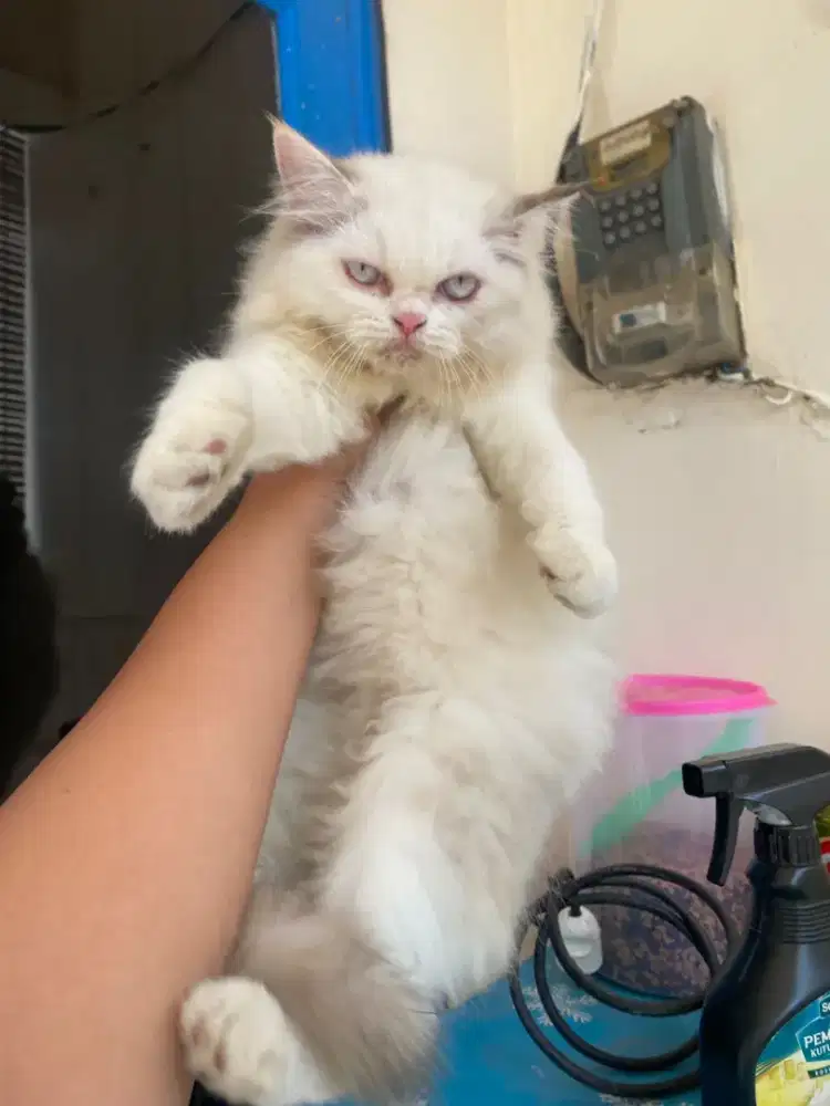 Kucing Ragdoll x Himalaya