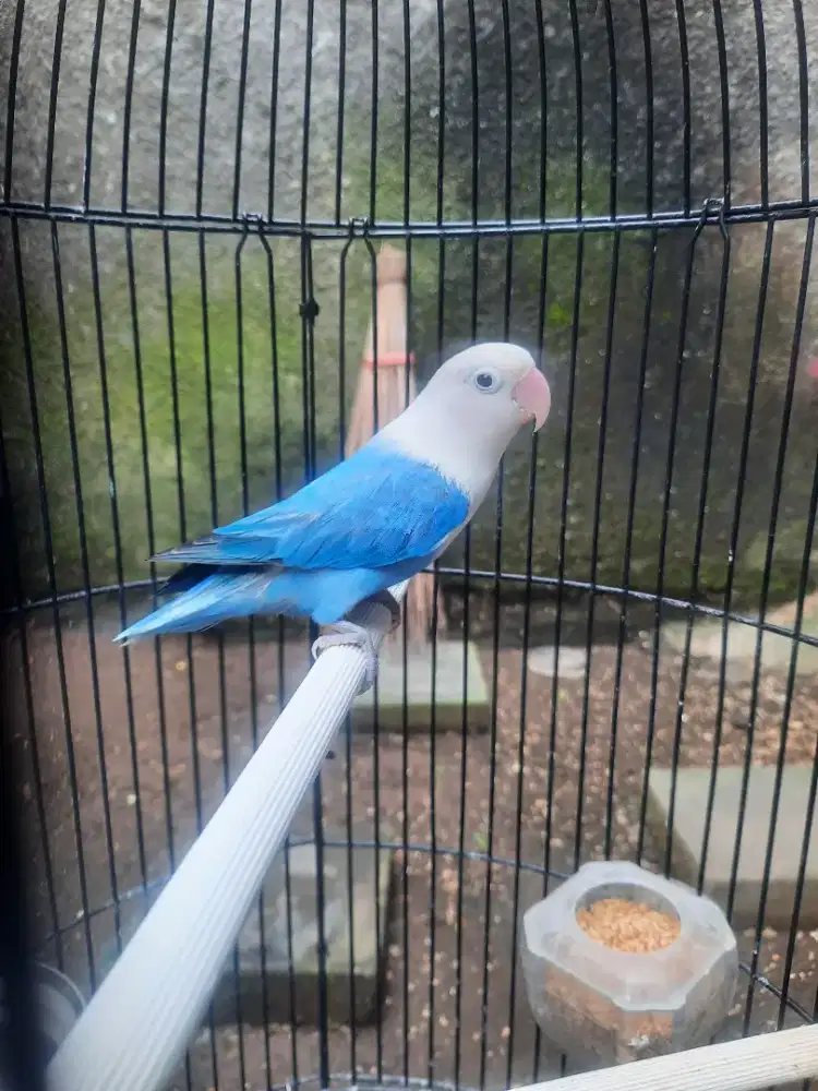 Lovebird Biola Vio Betina Dewasa Kualitas OKE