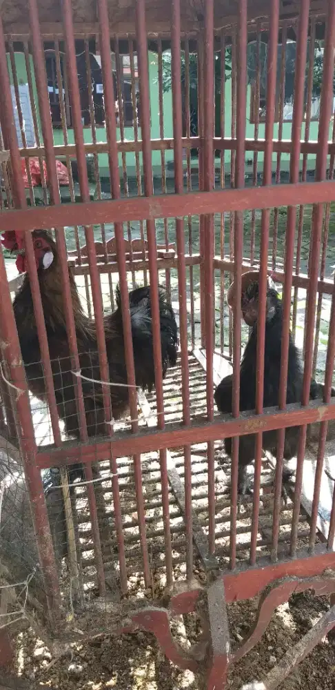 Ayam kapas lokal sepasang