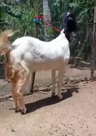 kambing betina 30kiloan majiran siap hewan kurban murmer ekonomisan ok