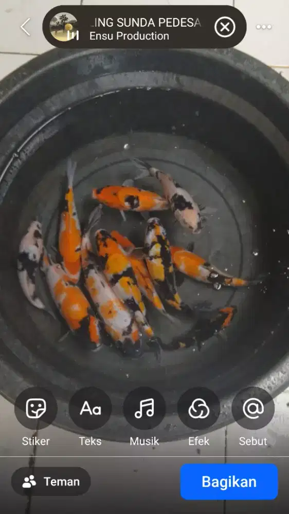Ikan koi blitar