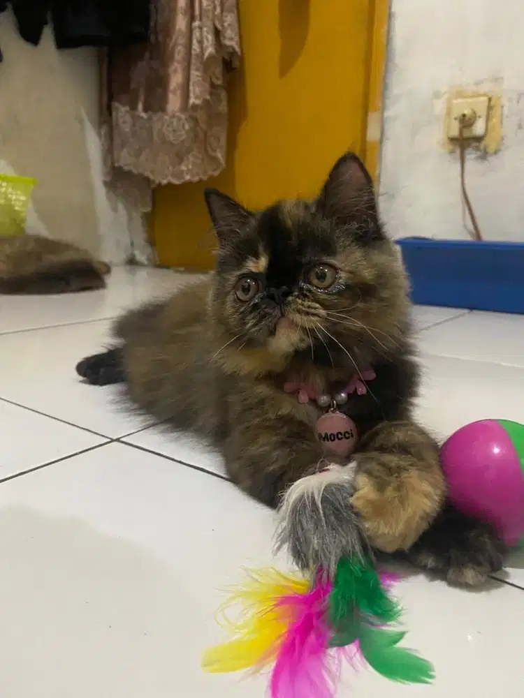 Persia peaknose