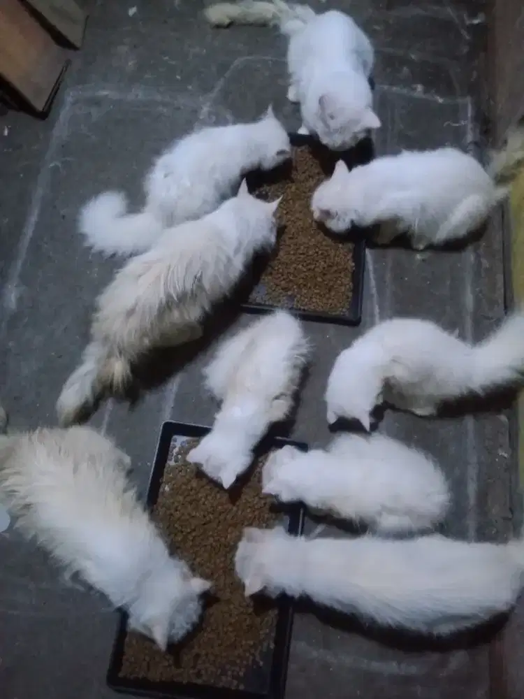 Kucing Persia butuh majikan baru