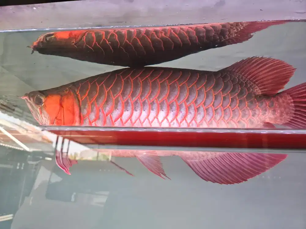 Arwana super red SB bluebase jumbo 40cm