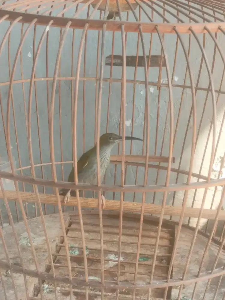 Burung pijantung gunung