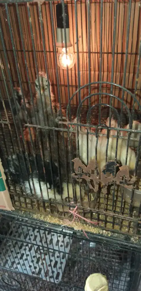 Anak ayam kapas lokal