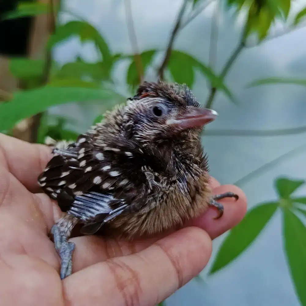 Anakan lolohan burung pltk beras