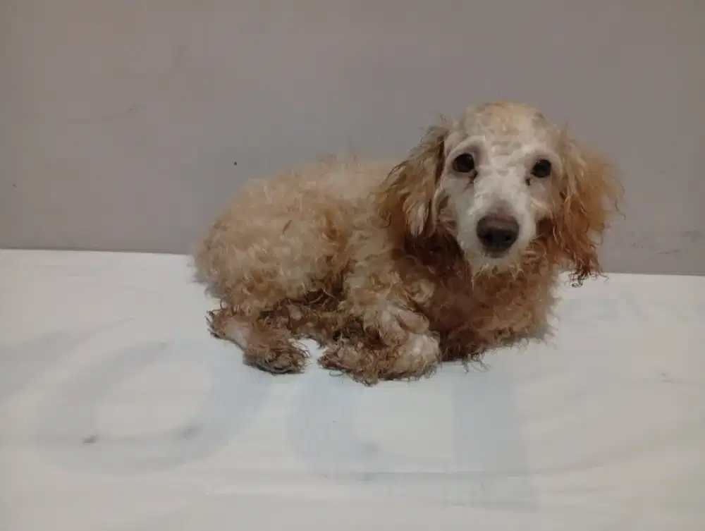 Poodle jantan 5 bulan