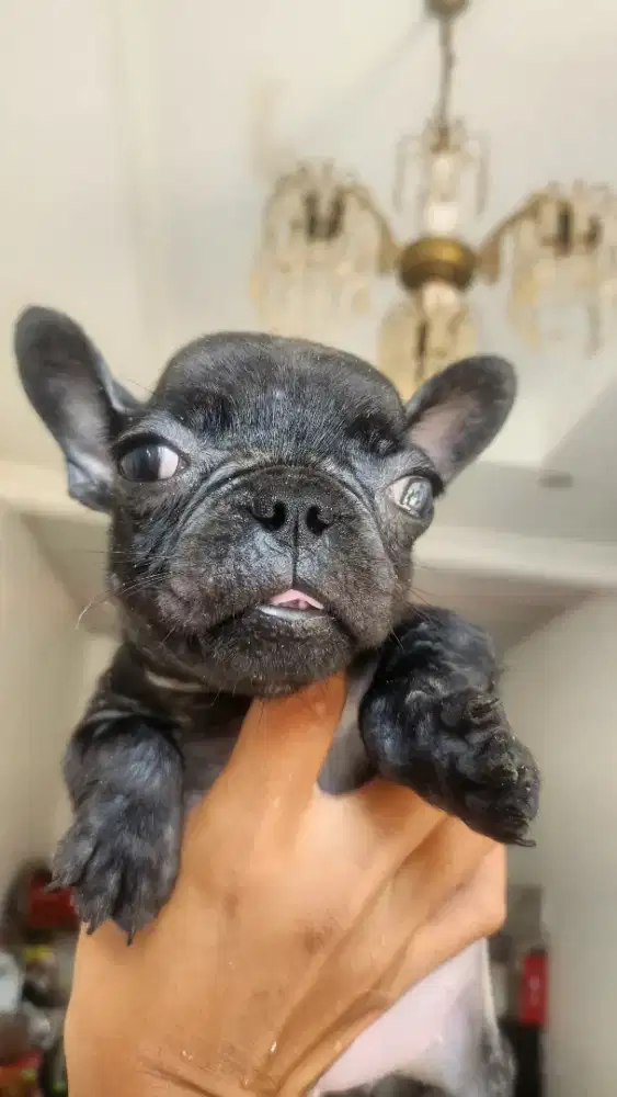 French bulldog rare colour