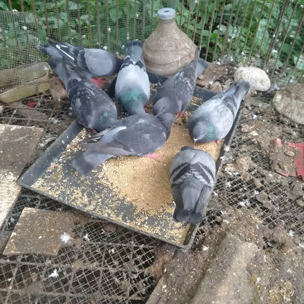 Merpati/ Burung Dara