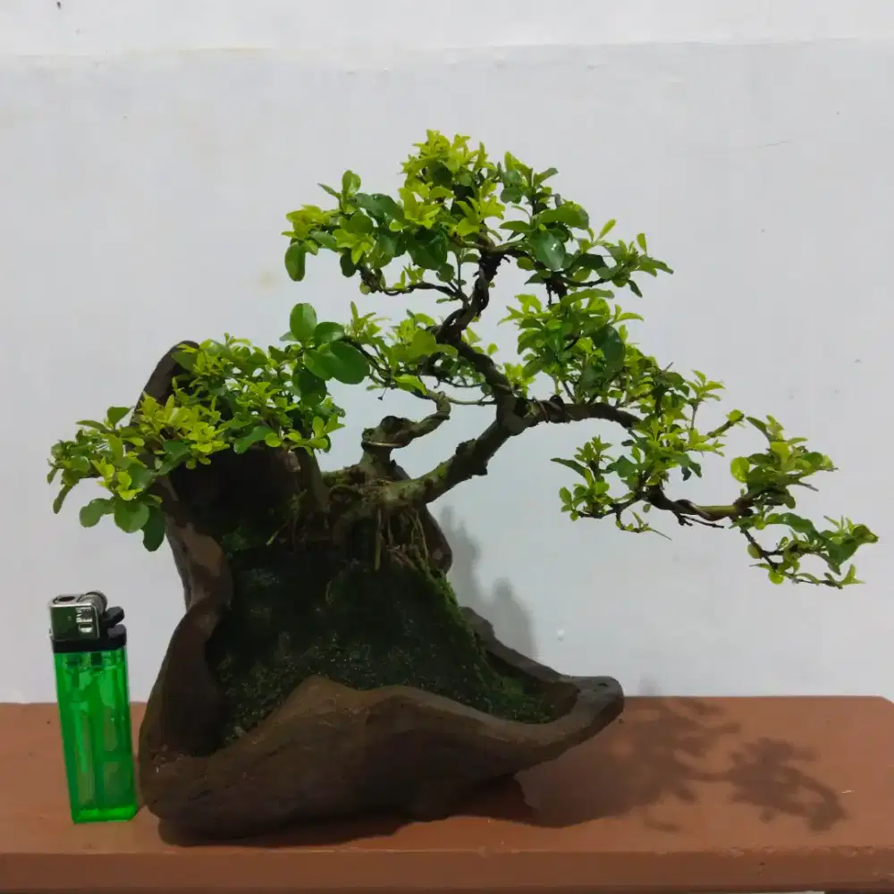 Bonsai legistrum