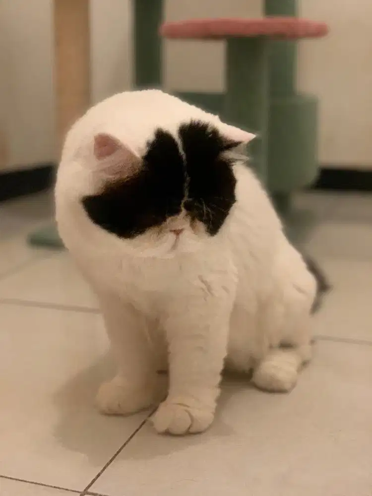 Kucing persia peaknose