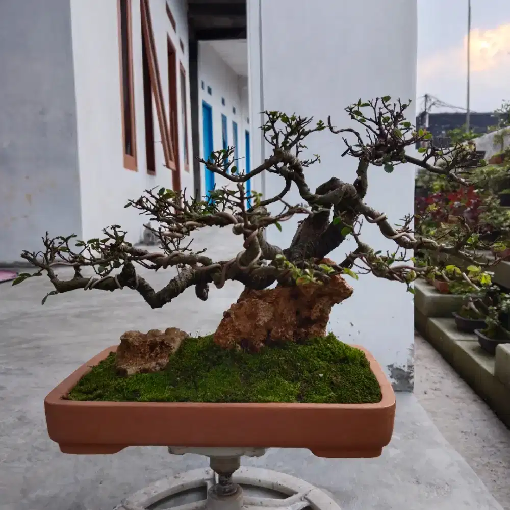 Bonsai ulmus mikro