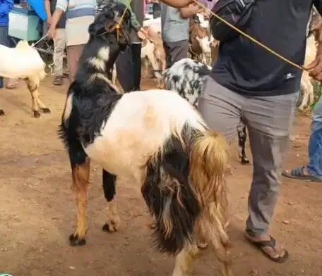 kambing betina majiran 30kiloanUP siap kambing qurban ekonomisan murah