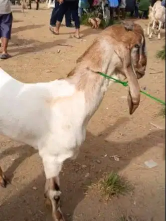 kambing betina majiran 30kiloan siap hewan kurban 2026 ekonomisan puas