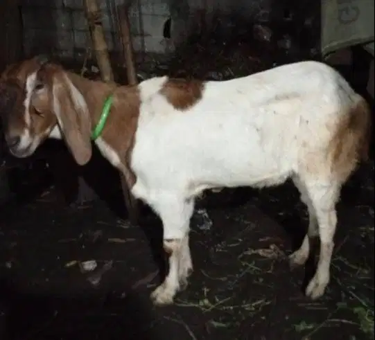 kambing betina majiran 30kiloan siap hewan kurban 2026 ekonomisan puas