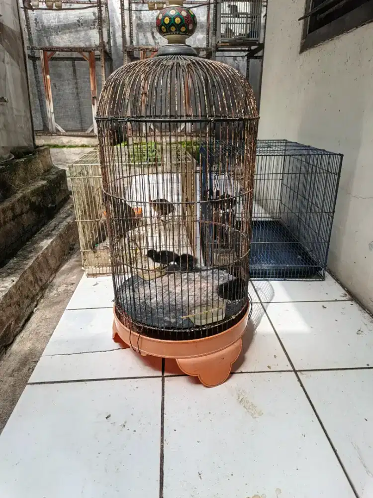 Dijual anakan sribombok