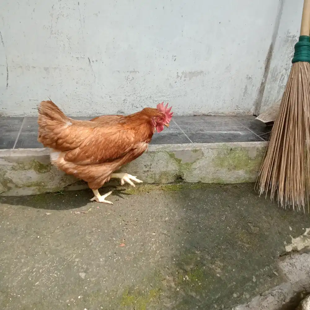 Di jual ayam petelur 2ekor besar2