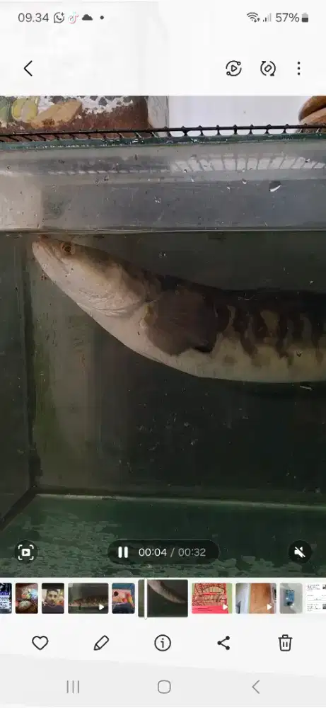 Ikan Channa Maru sehat