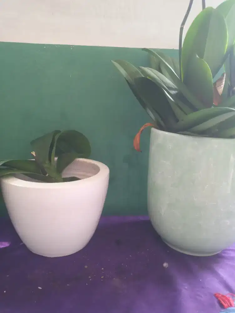 Di jual pot keramik porcelain