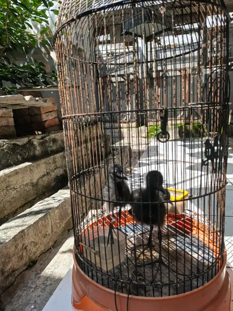 Dijual anakan sribombok jinak.