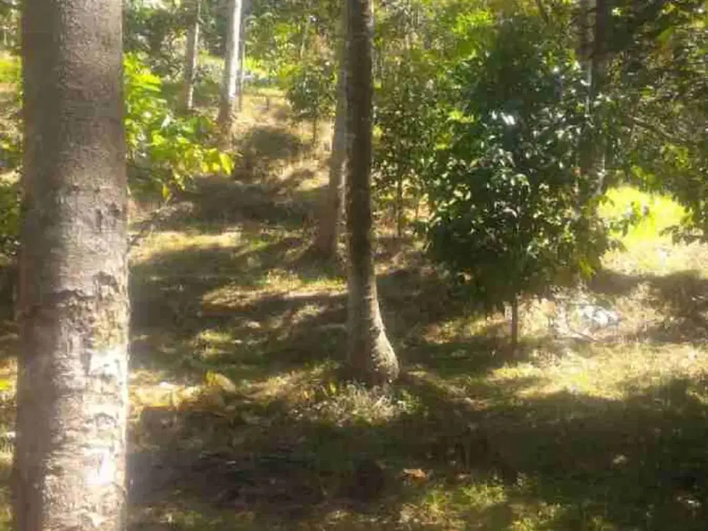 tanah view sawah Buc