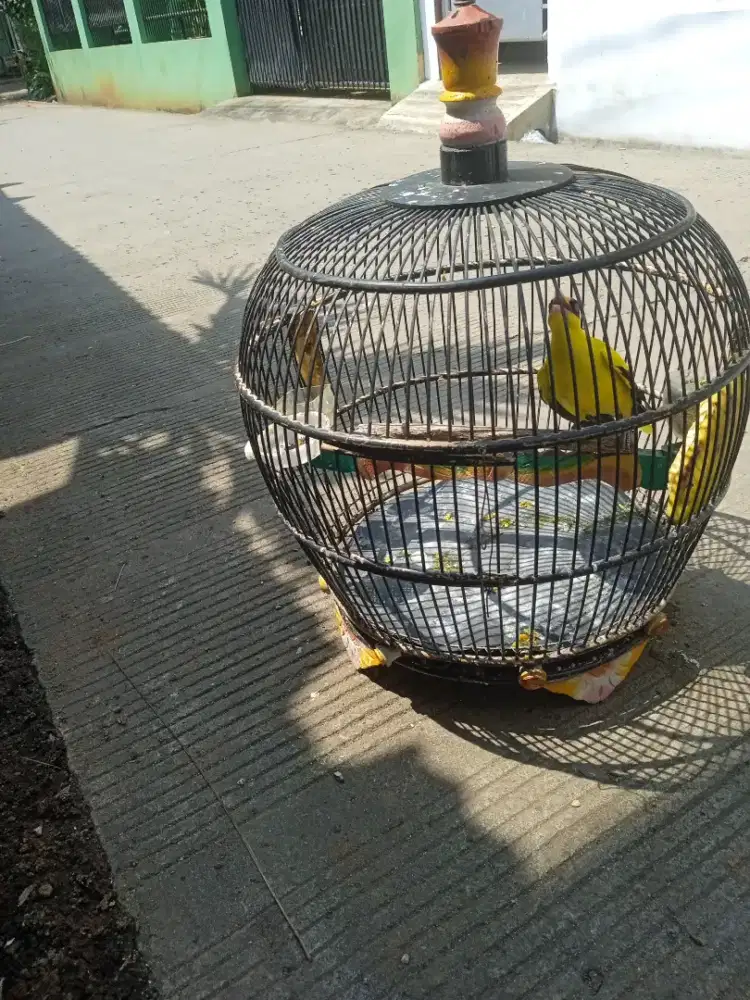 Burung kepodang besar