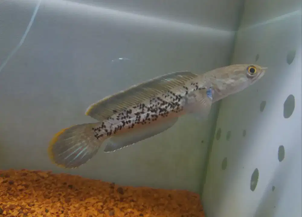 ikan chana sterwaty 13cm,chana asiatika13cm,chana sterwarty 12cm