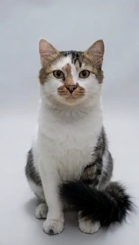 Persia mix BSH ( Ganti Pakan )