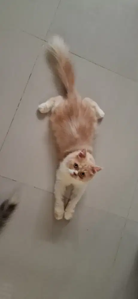 Jantan persia 8 bulan