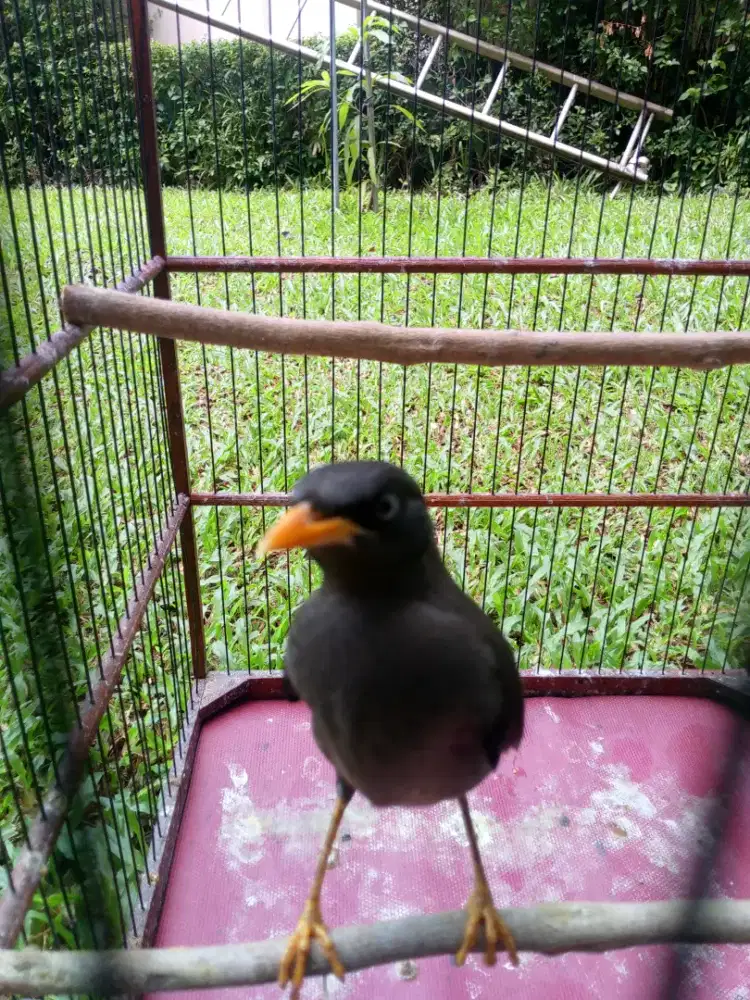 Jalak anak trah mata putih
