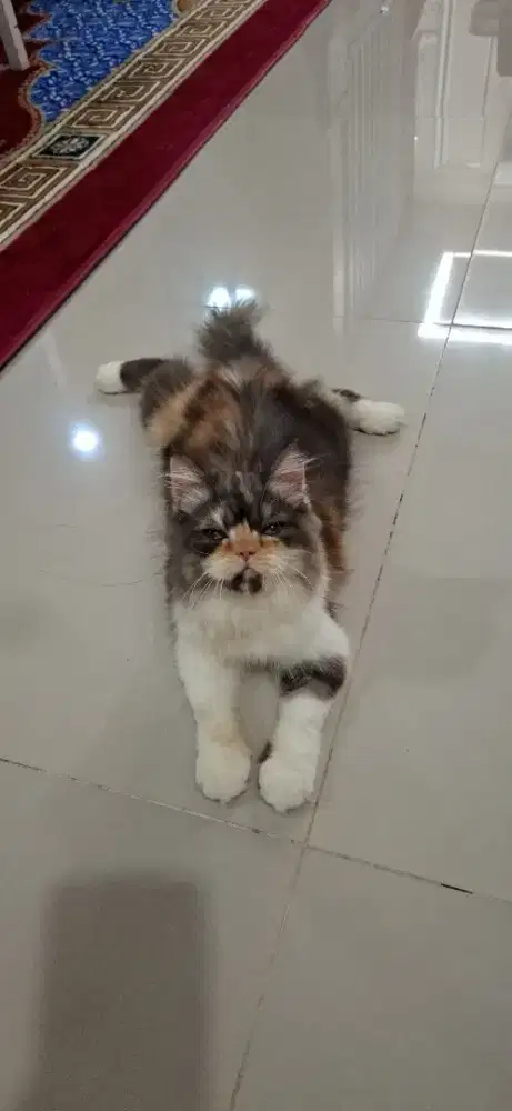Betina calico 5 bulan