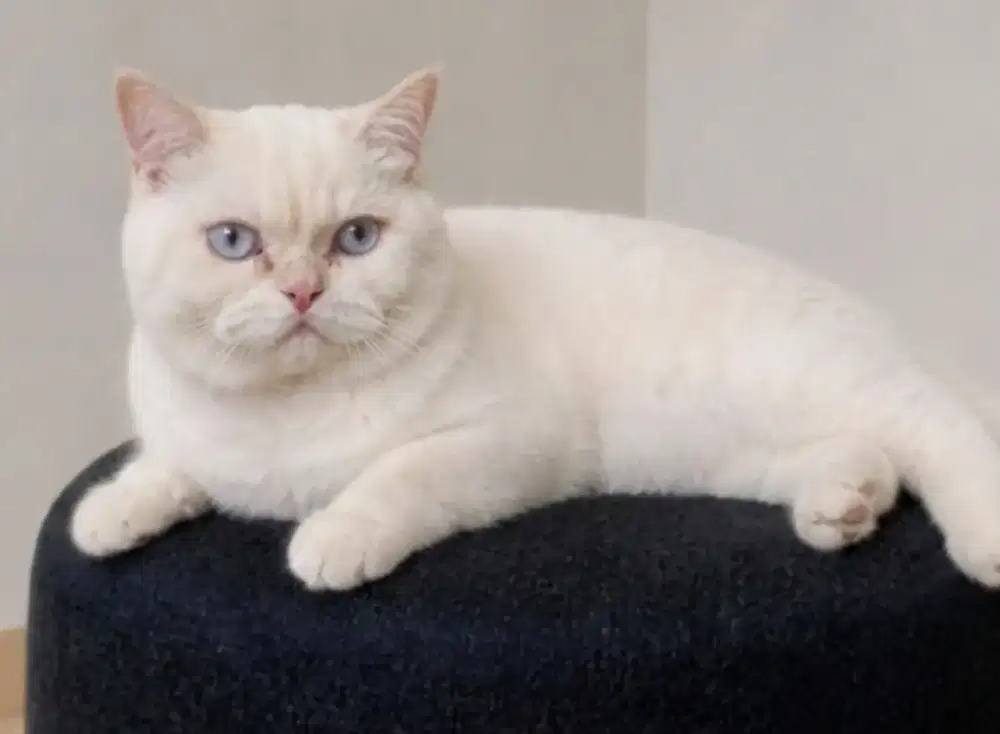 British shorthair point blue eye jantan murah aja