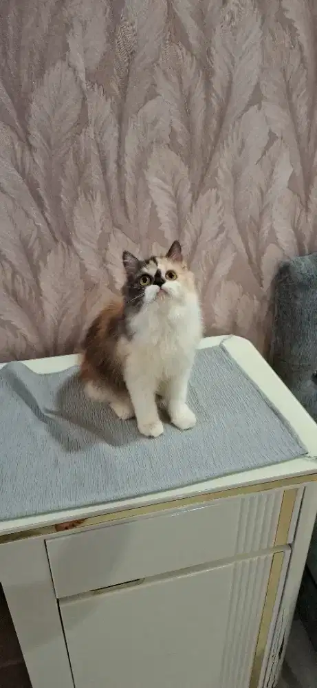 Betina calico 8bulan