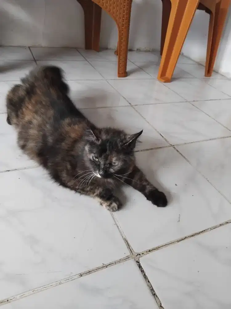 Lepas adop persia betina pintar merawat anak