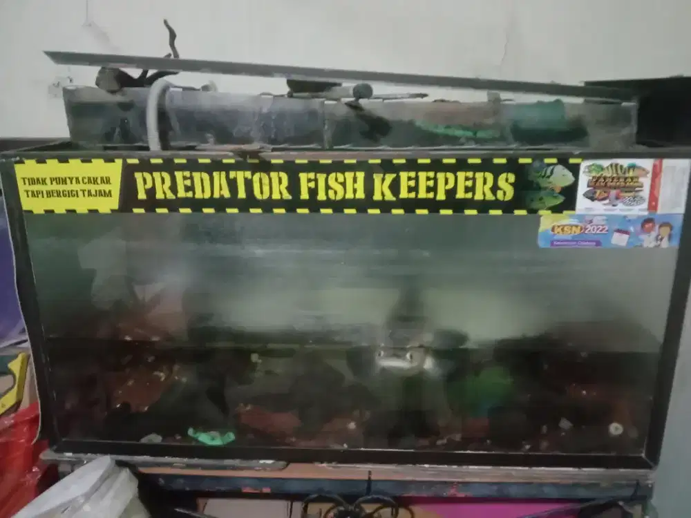 CHANA 60 CM + AQUA RIMUM 1M