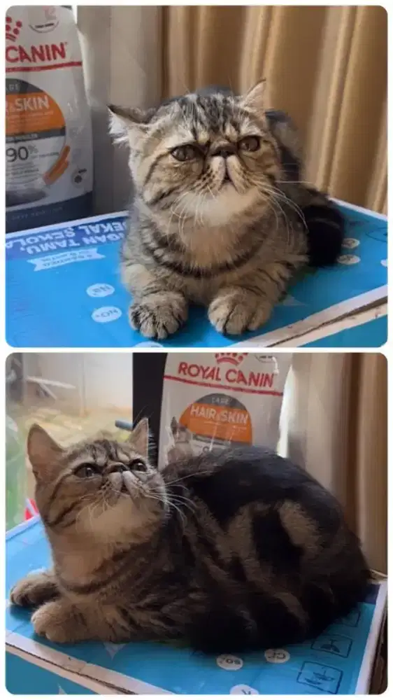 KUCING PEAKNOSE EXOTIC SHORTHAIR PESEK BONUS KANDANG